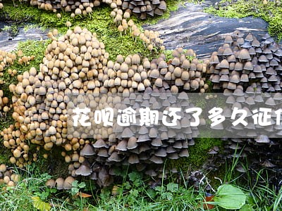 花呗逾期还了多久征信恢复 花呗逾期还了多久征信恢复