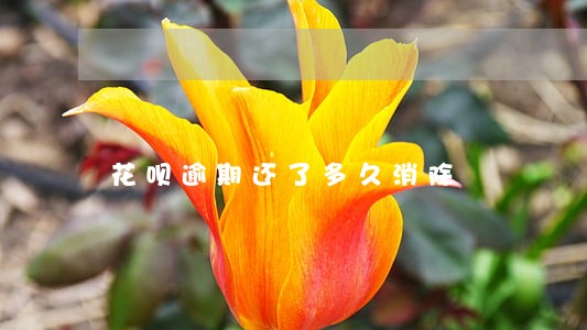 花呗逾期还了多久消除 花呗逾期还了多久消除
