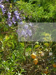 花呗逾期还了怎么恢复使用 花呗逾期还了怎么恢复使用