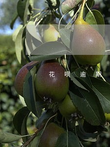 花呗逾期还了打电话 花呗逾期还了打电话