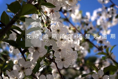 花呗逾期还了还显示逾期 花呗逾期还了还显示逾期