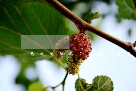 花呗逾期还了还涨了额度 花呗逾期还了还涨了额度