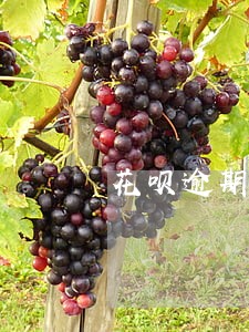 花呗逾期还了额度还在 花呗逾期还了额度还在