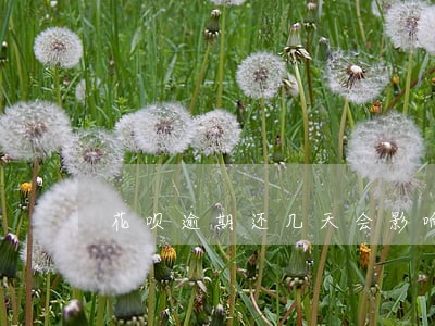花呗逾期还几天会影响征信吗 花呗逾期还几天会影响征信吗