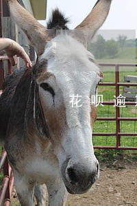 花呗逾期还可以买房子m 花呗逾期还可以买房子m