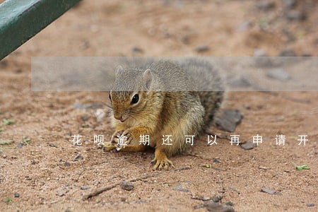 花呗逾期还可以再申请开通吗 花呗逾期还可以再申请开通吗