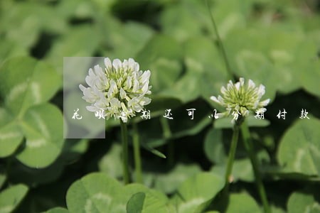 花呗逾期还可以分期付款手机吗 花呗逾期还可以分期付款手机吗