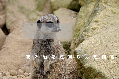 花呗逾期还可以办理储蓄卡吗 花呗逾期还可以办理储蓄卡吗