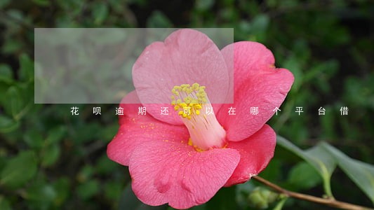 花呗逾期还可以在哪个平台借 花呗逾期还可以在哪个平台借