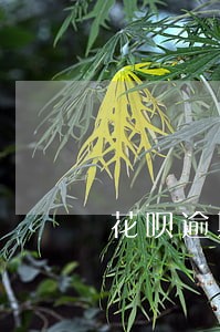 花呗逾期还可以用人人租机嘛 花呗逾期还可以用人人租机嘛