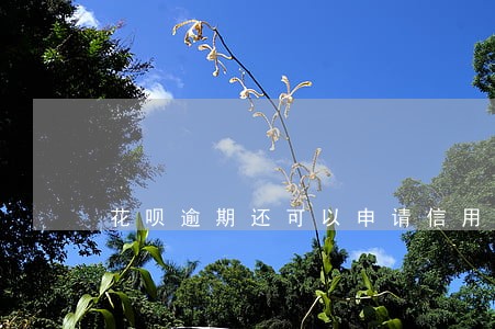 花呗逾期还可以申请信用卡么 花呗逾期还可以申请信用卡么