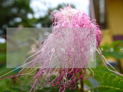 花呗逾期还可以车贷吗