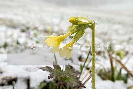 花呗逾期还完了还影响信用吗 花呗逾期还完了还影响信用吗