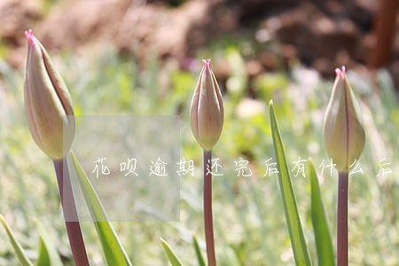 花呗逾期还完后有什么后果 花呗逾期还完后有什么后果