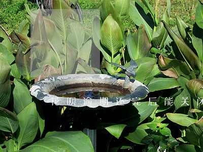 花呗逾期还完后能关闭吗 花呗逾期还完后能关闭吗