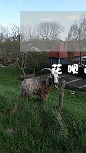 花呗逾期还完多久可以买车 花呗逾期还完多久可以买车