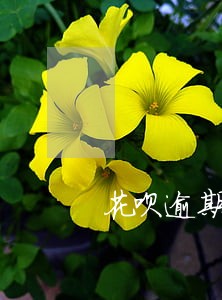 花呗逾期还完多久能信用住