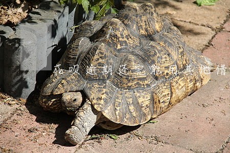 花呗逾期还完能用其他借贷 花呗逾期还完能用其他借贷