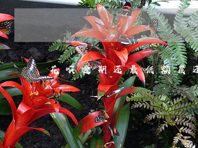 花呗逾期还最低额度还可以用嘛