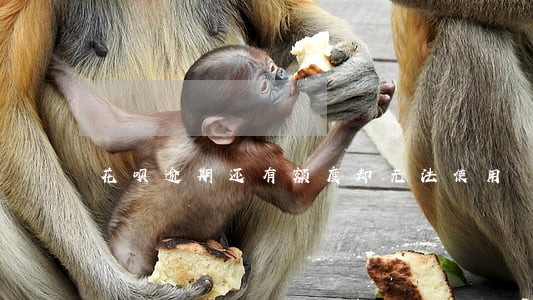 花呗逾期还有额度却无法使用 花呗逾期还有额度却无法使用