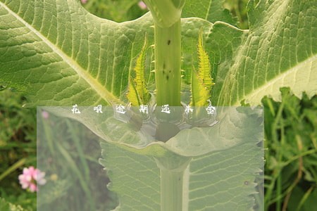 花呗逾期还本金 花呗逾期还本金