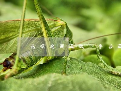 花呗逾期还款一年后还能用吗 花呗逾期还款一年后还能用吗