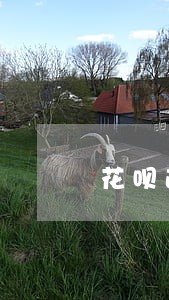 花呗逾期还款一般多久恢复额度 花呗逾期还款一般多久恢复额度