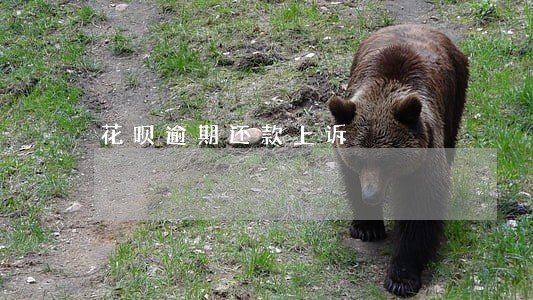 花呗逾期还款上诉 花呗逾期还款上诉