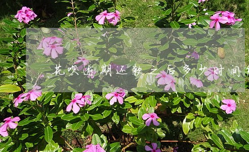 花呗逾期还款之后多少时间能用 花呗逾期还款之后多少时间能用