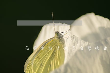 花呗逾期还款了会影响额度吗 花呗逾期还款了会影响额度吗