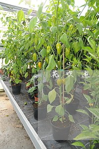 花呗逾期还款了冻结怎么解除 花呗逾期还款了冻结怎么解除