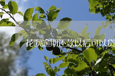 花呗逾期还款以后可以贷款吗 花呗逾期还款以后可以贷款吗