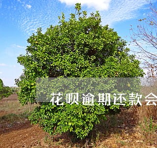 花呗逾期还款会对信用有影响吗 花呗逾期还款会对信用有影响吗