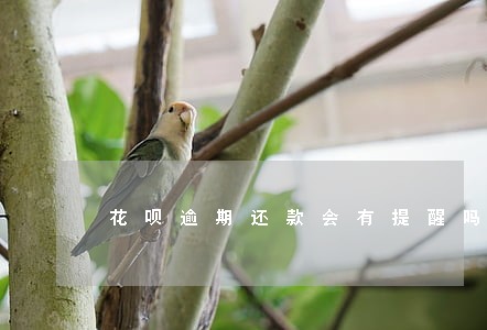 花呗逾期还款会有提醒吗