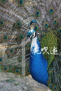 花呗逾期还款会被列为失信人员吗 花呗逾期还款会被列为失信人员吗