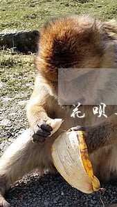 花呗逾期还款利息计算 花呗逾期还款利息计算