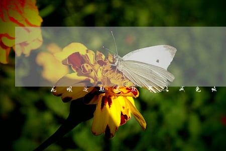 花呗逾期还款可以减免嘛 花呗逾期还款可以减免嘛