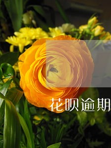 花呗逾期还款后五天 花呗逾期还款后五天