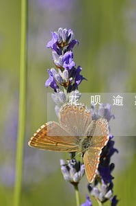 花呗逾期还款后信用记录