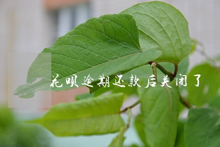 花呗逾期还款后关闭了 花呗逾期还款后关闭了