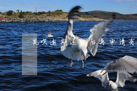 花呗逾期还款后再申请有影响吗