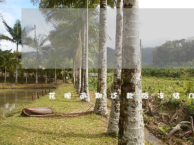 花呗逾期还款后冻结几天解开 花呗逾期还款后冻结几天解开
