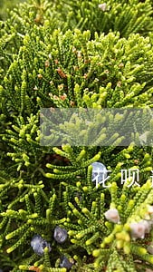 花呗逾期还款后可以买房吗 花呗逾期还款后可以买房吗