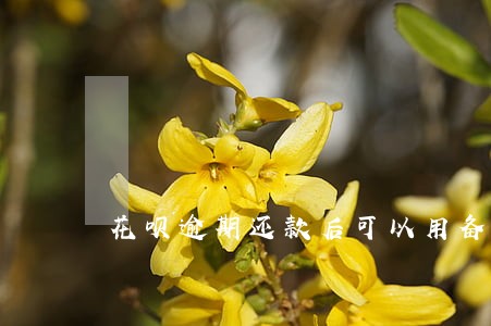 花呗逾期还款后可以用备用金吗 花呗逾期还款后可以用备用金吗
