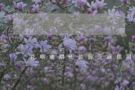 花呗逾期还款后芝麻信用 花呗逾期还款后芝麻信用