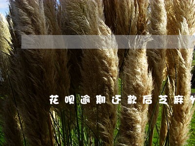 花呗逾期还款后芝麻分 花呗逾期还款后芝麻分