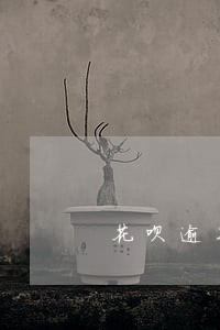 花呗逾期还款后被冻结 花呗逾期还款后被冻结