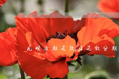 花呗逾期还款后还能分期付款吗 花呗逾期还款后还能分期付款吗