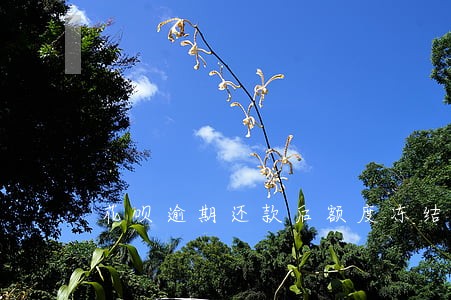花呗逾期还款后额度冻结 花呗逾期还款后额度冻结
