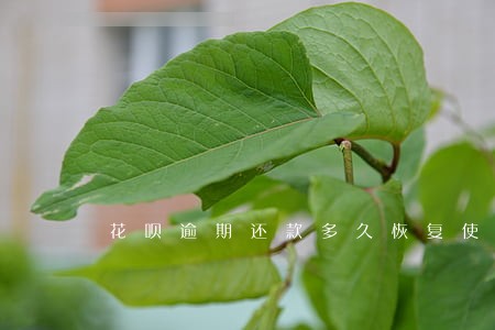花呗逾期还款多久恢复使用 花呗逾期还款多久恢复使用